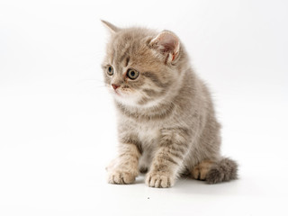 Obraz premium małe śmieszne kocięta na białym tle