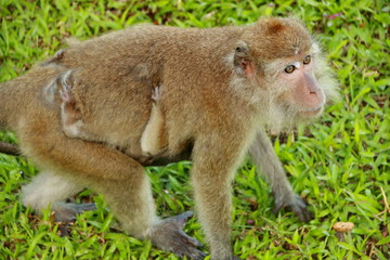 monkeys sits and eating in the forest. Monkey forest, Kembang Island Banjarmasin