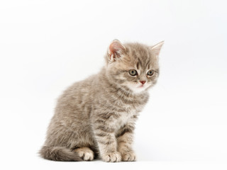 little funny kittens on a white background