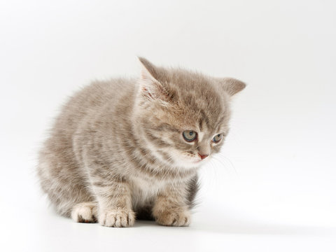 little funny kittens on a white background