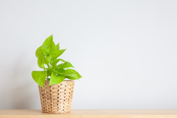 Home and garden decoration of golden pothos in the bedroom with copy space
