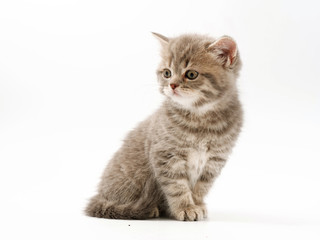 little funny kittens on a white background