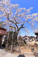 長瀞 善光寺の枝垂れ桜