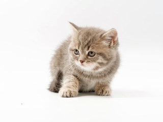 Obraz premium little funny kittens on a white background