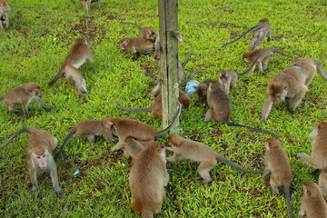 monkeys sits and eating in the forest. Monkey forest, Kembang Island Banjarmasin