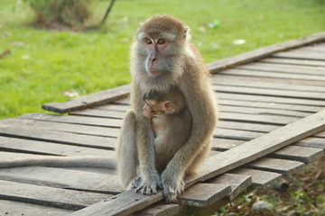 Naklejka premium monkeys sits and eating in the forest. Monkey forest, Kembang Island Banjarmasin