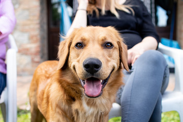 Beautiful dog, golden retriever playing in the spring with his friends. Face of a pet dog with a direct look at the observer.