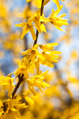 Flowering Forsythia closeup on blue sky background