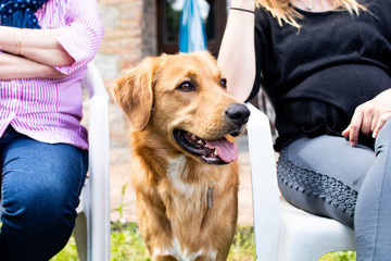 Beautiful dog, golden retriever playing in the spring with his friends. Face of a pet dog with a direct look at the observer.