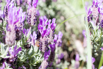 bee and insects on lilac lavender flowers in spring. Pollination of lavender plants in the countryside