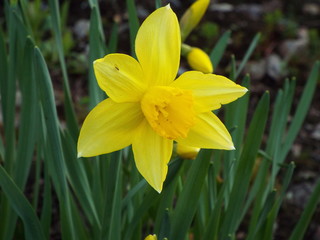 yellow Narcissus in spring