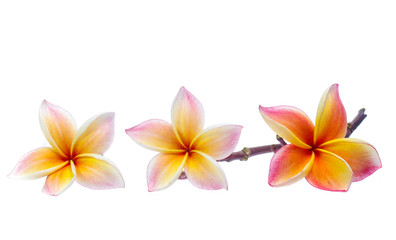 Frangipani, Pumeria, Frangipanni, isolated on white background