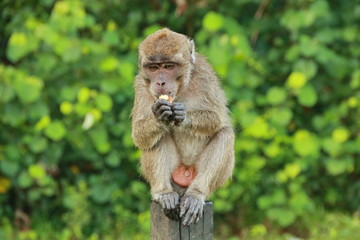monkeys sits and eating in the forest. Monkey forest, Kembang Island Banjarmasin