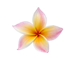 Fototapeta premium Frangipani, Pumeria, Frangipanni, isolated on white background