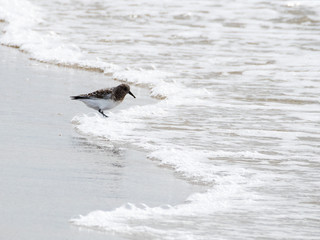 Strandläufer im Wasser