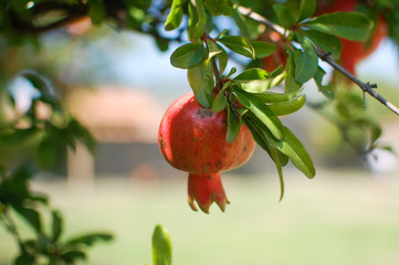 Ripe pomegranate fruits hanging on a tree branch in the garden. Georgian courtyard in the background