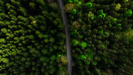 Straight road on green pine forest, aerial drone top down view