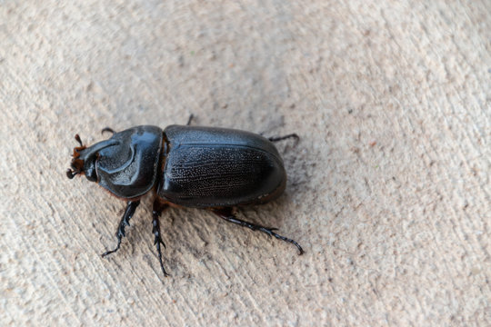 Asian rhinoceros beetle on Concrete walkway