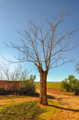 Sunny autumn day in a field of Ciudad Real, with old tree without leaves and dry branches next to various bushes.