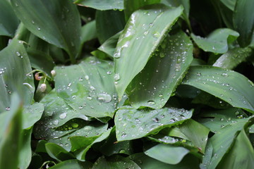 Dew, water drops on the leaves of Convallaria majalis common Lily of the valley