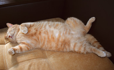 Red cat laying on a sofa. Fluffy belly furry body. Domestic chilling adult cat. Cute pet slipping...