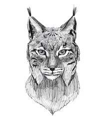 Black Ink Tattoo Hand Drawn Lynx Portrait