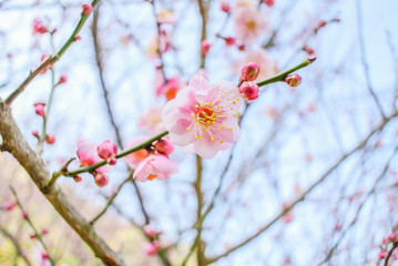 Pink Cherry Blosssom with blue sky