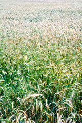 Wheat field on a sunny spring day