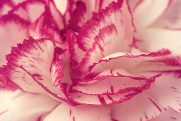 Obraz na płótnie Canvas Carnation flower petals close up