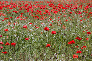 Red poppies growing wild in springtime