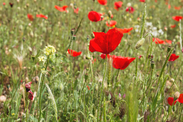 Detail of wild red poppy