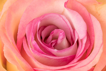 Fototapeta na wymiar Full frame shot of pink rose