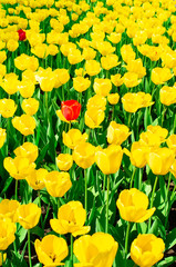 Fototapeta premium Yellow tulips close up background