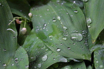 Dew, water drops on the leaves of Convallaria majalis common Lily of the valley
