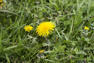 Dandelions (Taraxacum Officinale) in the grass