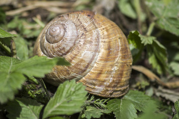 Big snail and shell in the meadow. snail in the grass