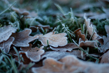 autumn leaves on the ground