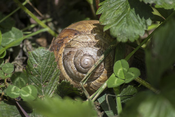 Big snail and shell in the meadow. snail in the grass