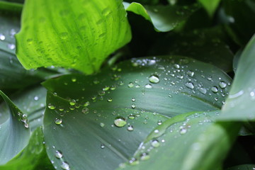 Dew, water drops on the leaves of Convallaria majalis common Lily of the valley