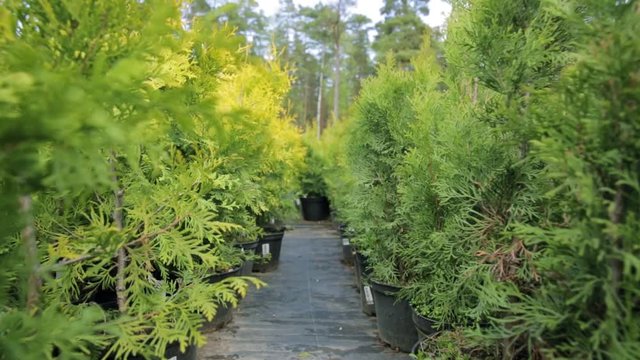 Row of coniferous trees in tree plant garden nursery. Thuja trees at plant nursery