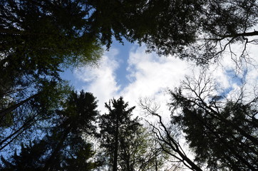 trees and sky 2