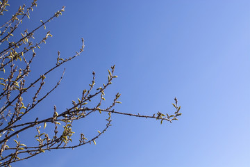 Spring tree with an abundance of buds