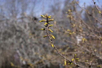 Spring tree with an abundance of buds