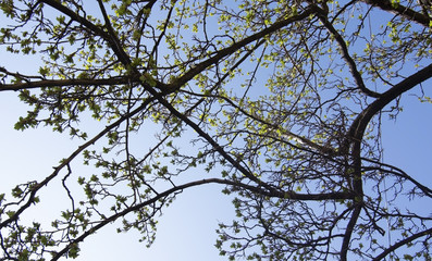 Spring green leaves and blue sky between buildings