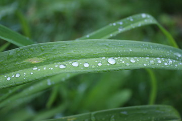 Leaves of Iris, Crin, Lily with rainy drops, droplets, macro photography