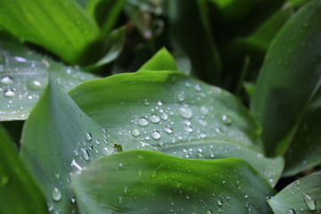 Dew, water drops on the leaves of Convallaria majalis common Lily of the valley