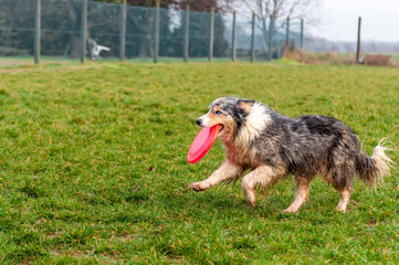 A border collie dog playing with a frisbee