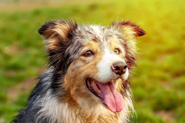 Portrait of a border collie dog