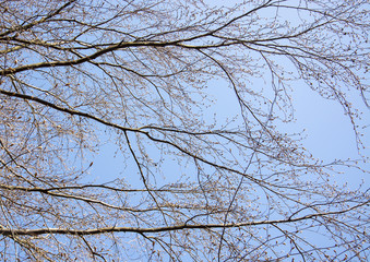 Spring tree with an abundance of buds