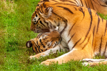 Fototapeta na wymiar View on the amur tigers playing or fighting